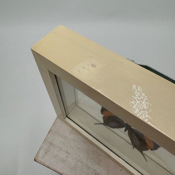 FRAMED DAGGERWING BUTTERFLY (MARPESIA CORINNA) Mounted butterfly wall hanging pi - Picture 10 of 11